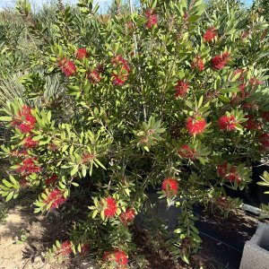 Callistemon citrinus (Tyčinkovec kopijovitolistý) ´LAEVIS´- kont. C2L, výška: 30-50 cm